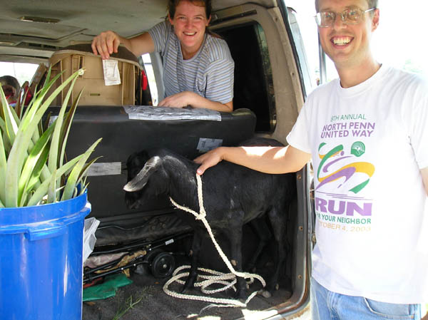 Goat in the van
